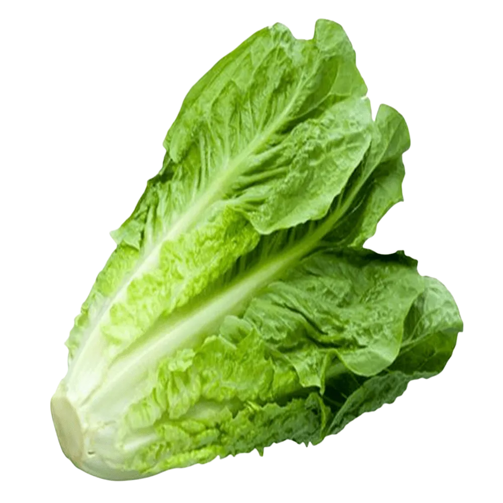 Lechuga Orejona Pza
