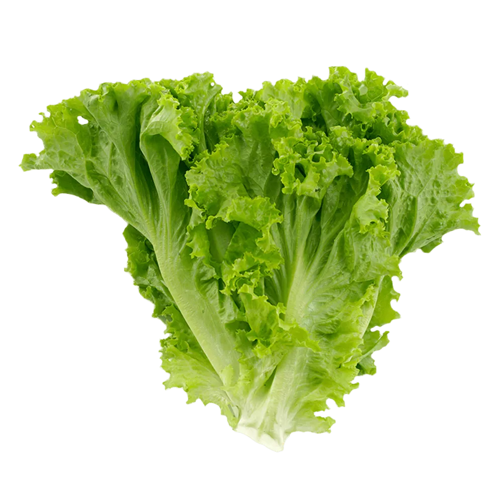 Lechuga Italiana Pza
