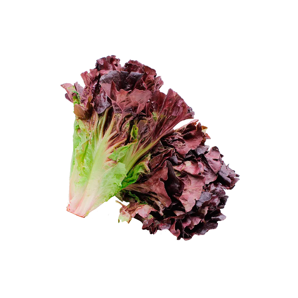 Lechuga Roja Pza