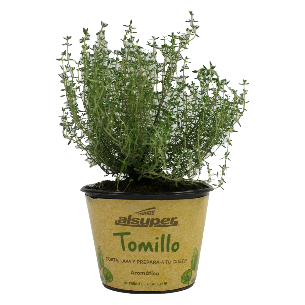 Tomillo Aromatica M06 Alsuper 1 Pz
