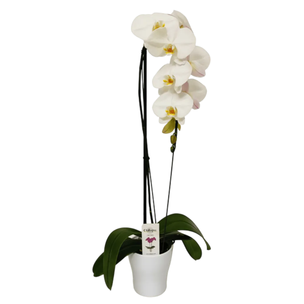 ORQUIDEA CASCADA ALSUPER 1 PIEZA