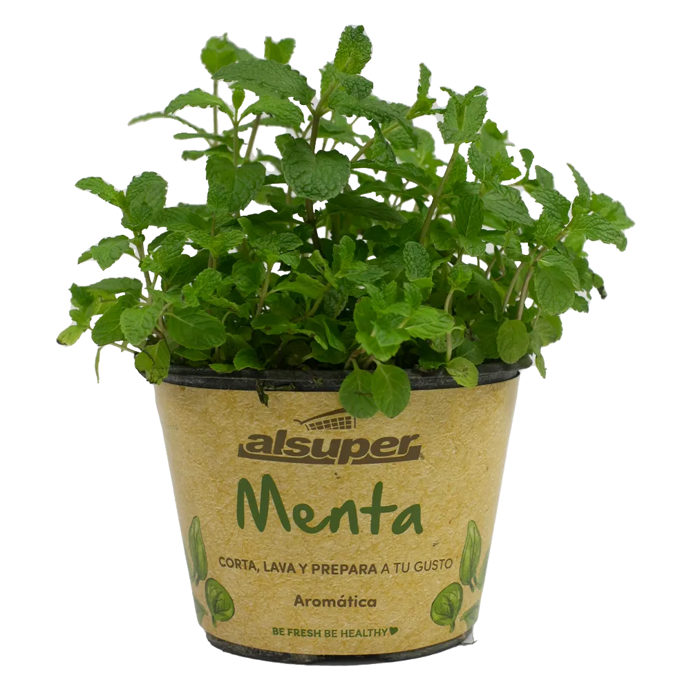 Menta Aromatica M06 Alsuper 1 Pz