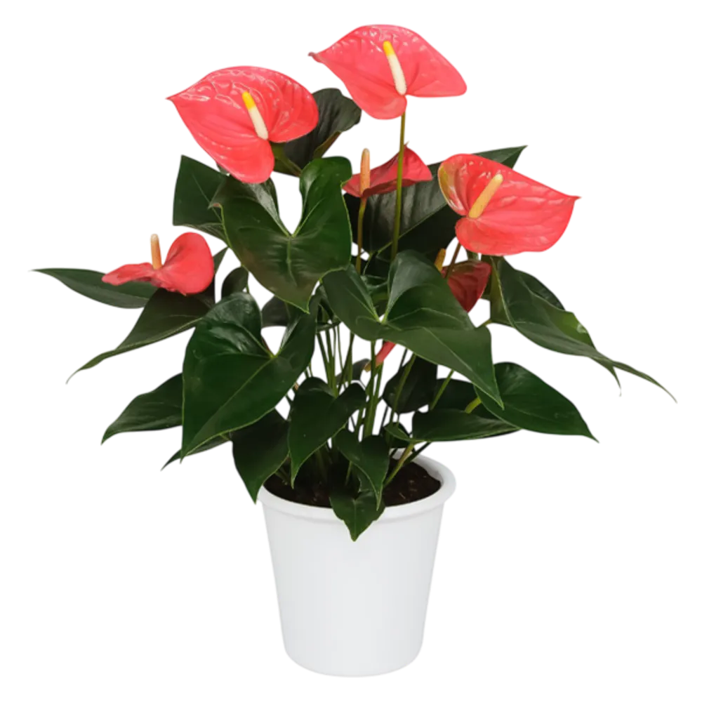 ANTHURIUM ALSUPER 1 PIEZA