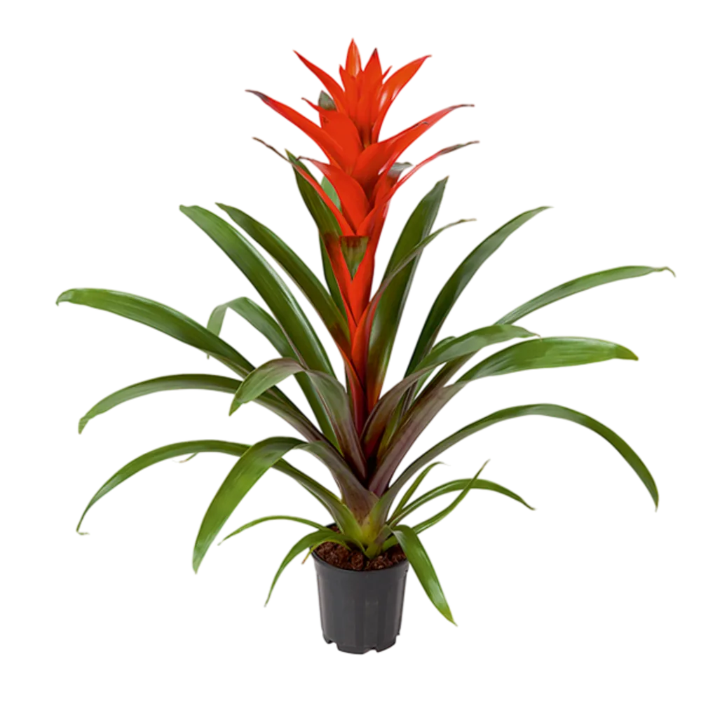 BROMELIA PREMIUM ALSUPER 1 PIEZA