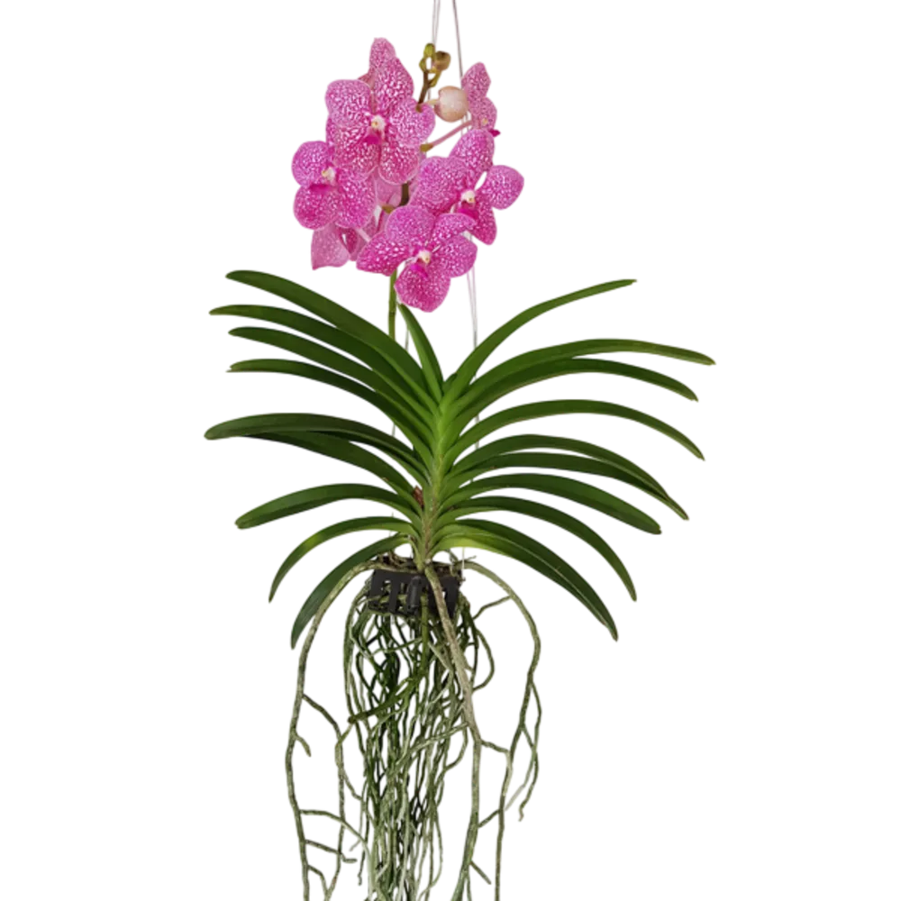 ORQUIDEA COLGANTE ALSUPER 1 PIEZA