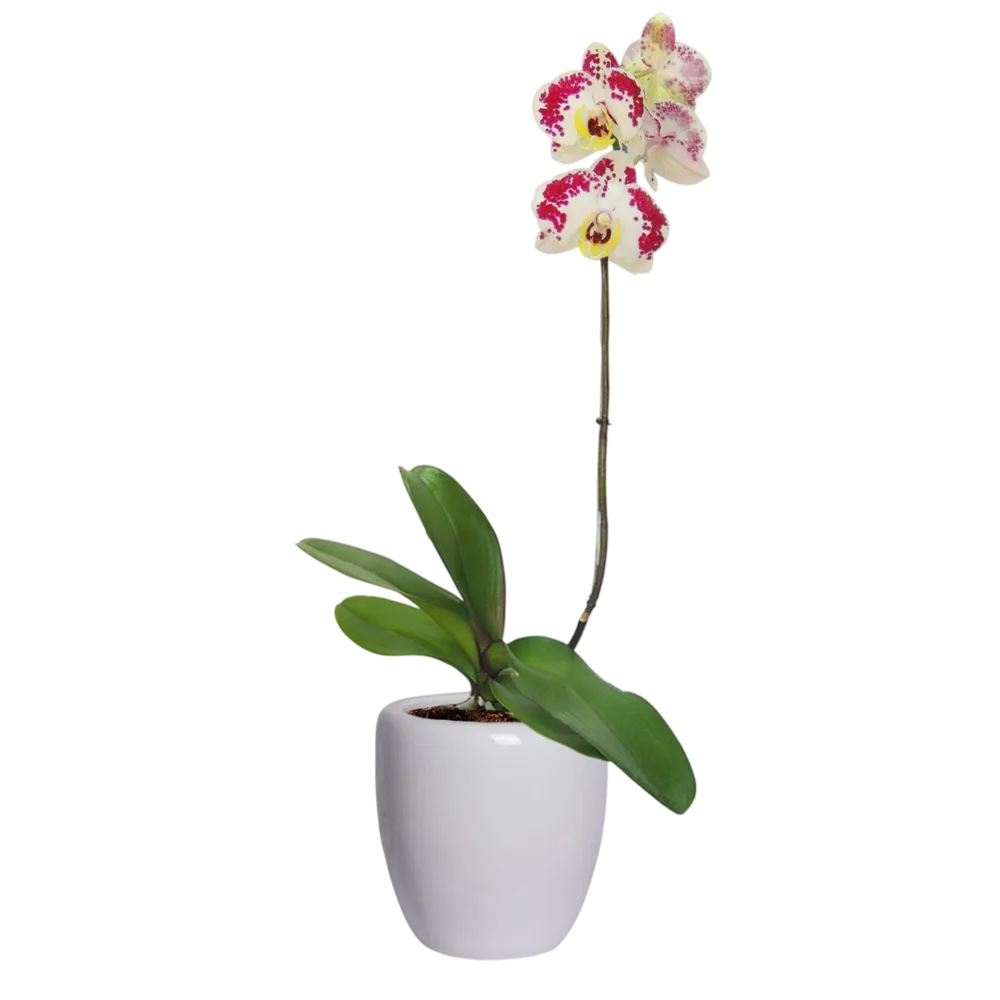 ORQUIDEA PHALAENOPSIS ARREGLO ALSUPER 1 PIEZA