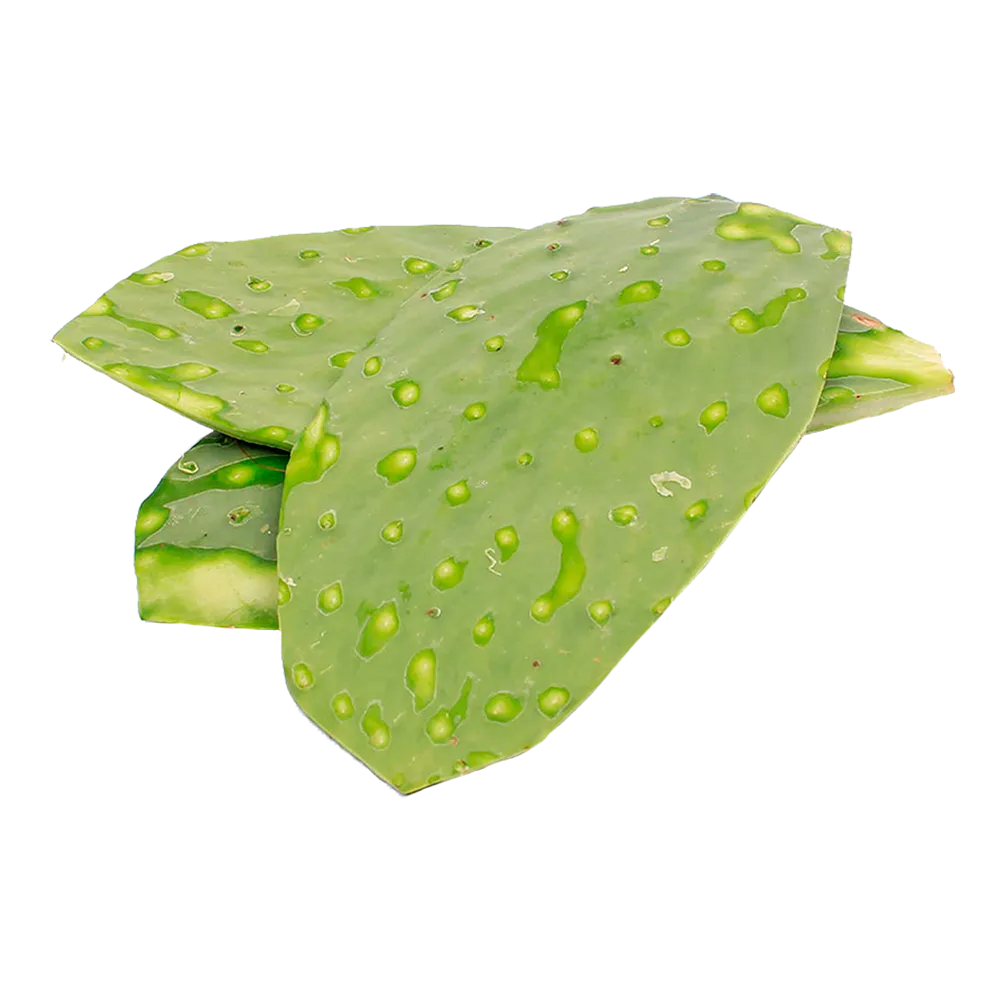 Nopal en Penca Limpio Kg
