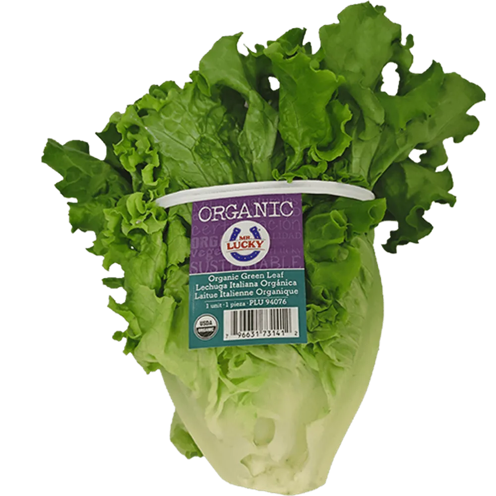 Lechuga Italiana Orgánica Mr Lucky Pza