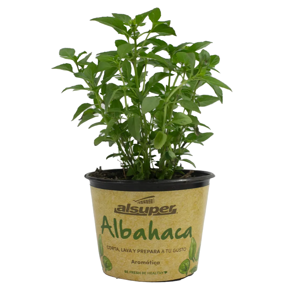 Albahaca Aromatica M06 Alsuper 1 Pz