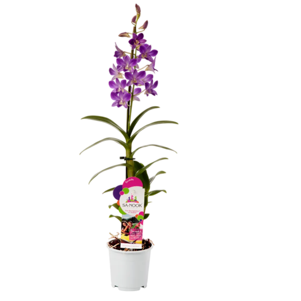 ORQUIDEA SANOOK ALSUPER 1 PIEZA
