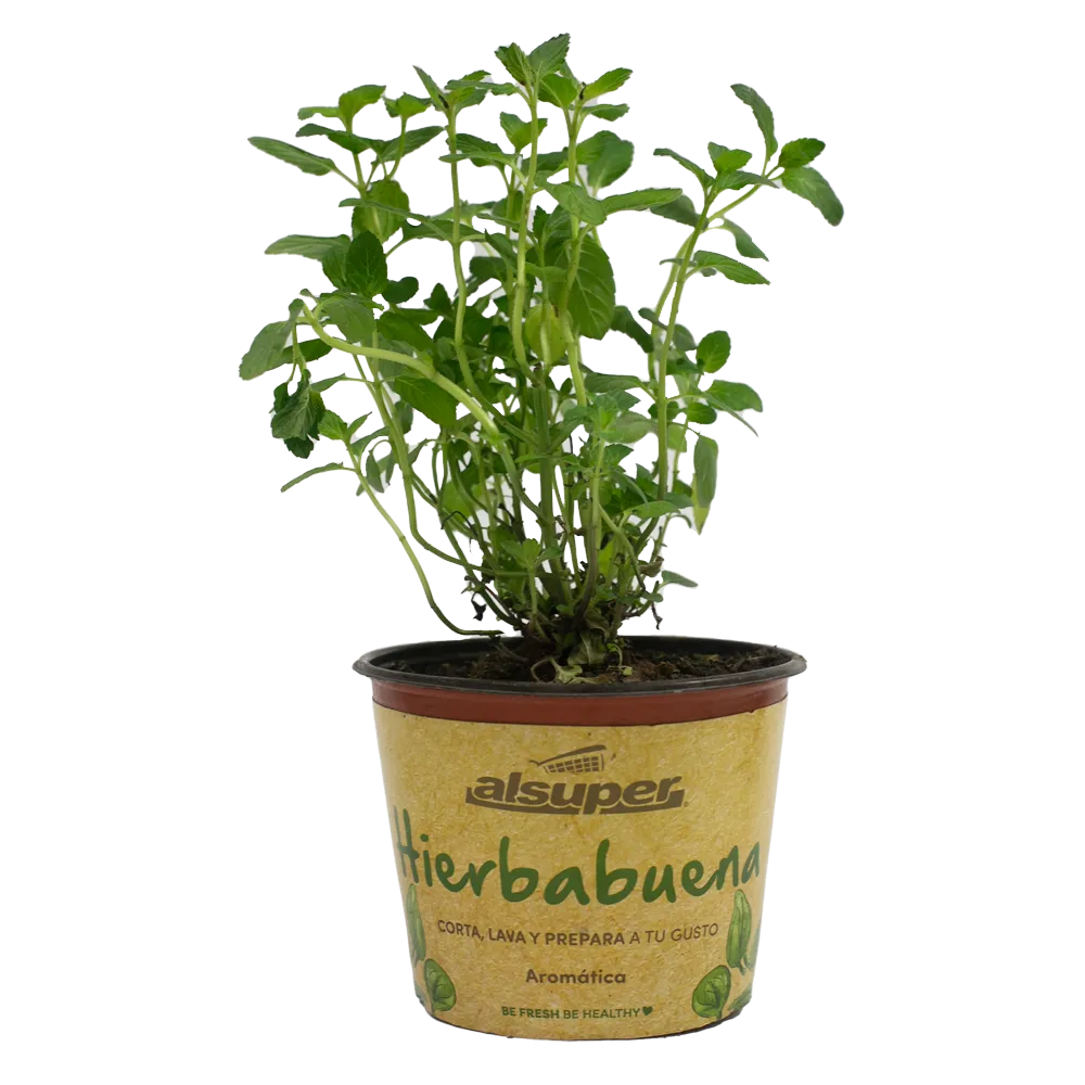Hierbabuena Aromatica M06 Alsuper 1 Pz