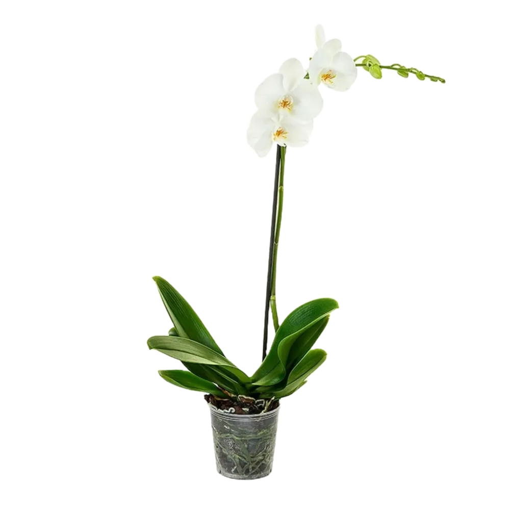 ORQUIDEA PHALAENOPSIS ALSUPER 1 PIEZA